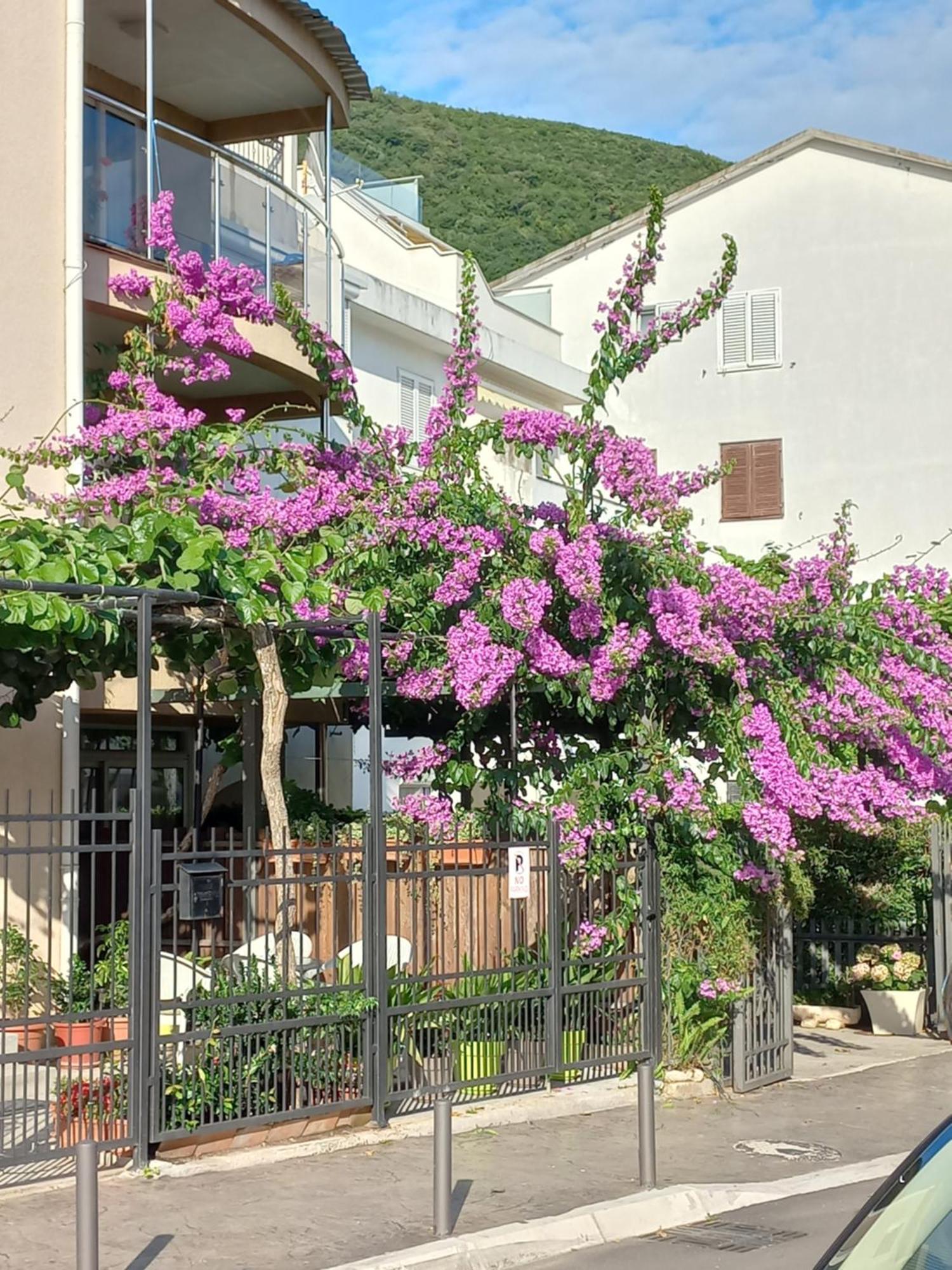 Egon Apartments บุดวา ภายนอก รูปภาพ
